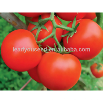 JT17 Trump Best disease resistant hybrid high yield tomato seeds f1